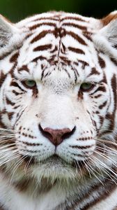 Превью обои тигр, белый тигр, морда, хищник