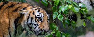 Превью обои тигр, большая кошка, дикая природа, хищник, животное, листья