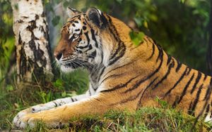 Превью обои тигр, большая кошка, дикая природа, хищник
