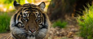 Превью обои тигр, большая кошка, дикая природа, хищник, полосатый
