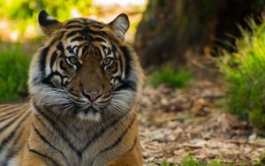 Превью обои тигр, большая кошка, дикая природа, хищник, полосатый