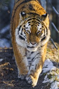 Превью обои тигр, большая кошка, движение, животное, хищник
