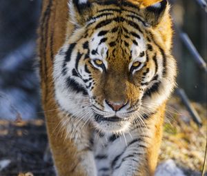 Превью обои тигр, большая кошка, движение, животное, хищник