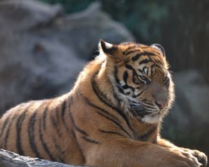 Превью обои тигр, большая кошка, грозный, полосы, хищник