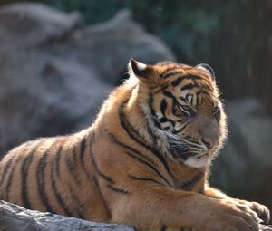 Превью обои тигр, большая кошка, грозный, полосы, хищник