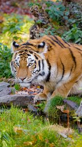 Превью обои тигр, большая кошка, грозный, полосы, камни