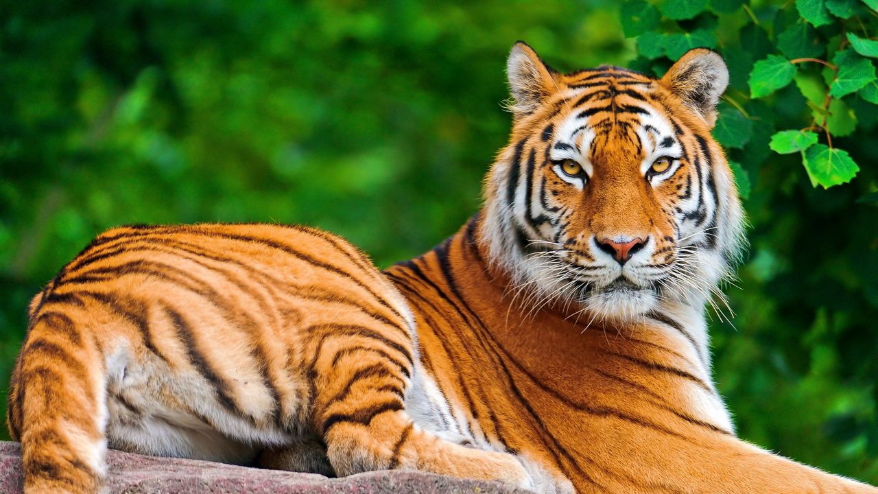 Обои тигр, большая кошка, хищник, взгляд