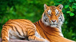 Превью обои тигр, большая кошка, хищник, взгляд