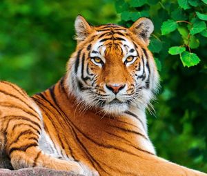 Превью обои тигр, большая кошка, хищник, взгляд