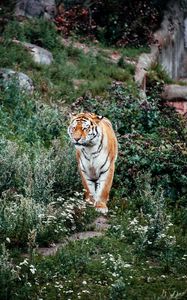 Превью обои тигр, большая кошка, хищник, полосатый, цветы, трава