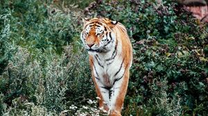 Превью обои тигр, большая кошка, хищник, полосатый, цветы, трава