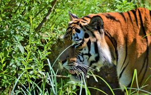 Превью обои тигр, большая кошка, хищник, морда