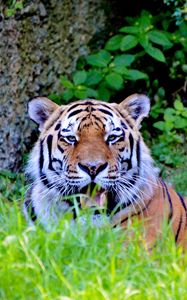 Превью обои тигр, большая кошка, хищник, взгляд