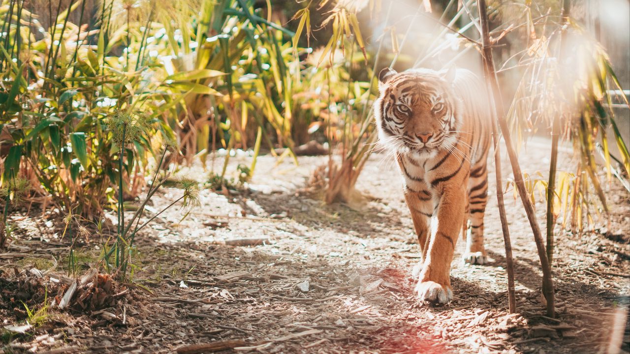 Обои тигр, большая кошка, хищник, солнечный свет