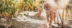 Превью обои тигр, большая кошка, хищник, солнечный свет