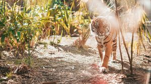 Превью обои тигр, большая кошка, хищник, солнечный свет