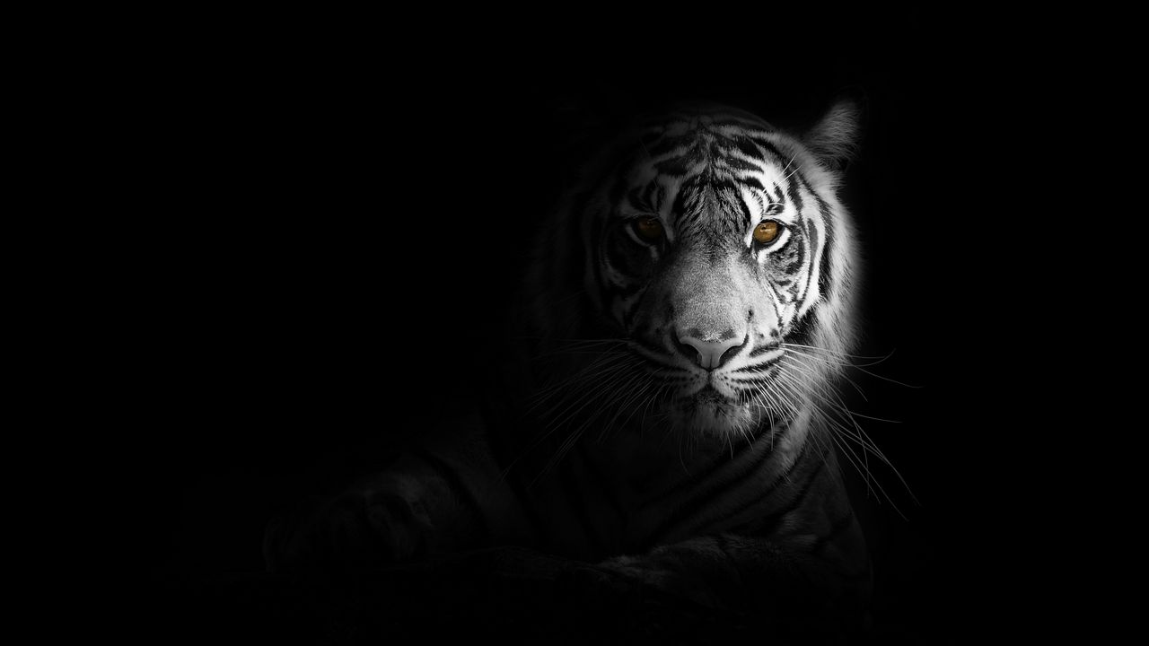 Обои тигр, большая кошка, хищник, взгляд, тень, черно-белый