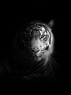 Лицо тигра - 75 фото