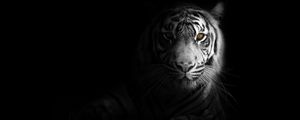 Превью обои тигр, большая кошка, хищник, взгляд, тень, черно-белый