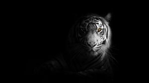 Превью обои тигр, большая кошка, хищник, взгляд, тень, черно-белый