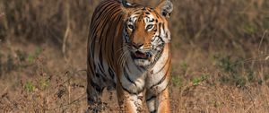Превью обои тигр, большая кошка, хищник, дикая природа, саванна