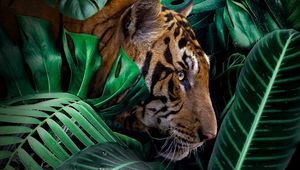 Превью обои тигр, большая кошка, хищник, джунгли, дикая природа
