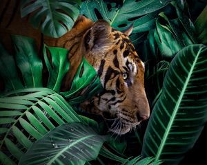 Превью обои тигр, большая кошка, хищник, джунгли, дикая природа