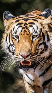 Превью обои тигр, большая кошка, хищник, дикая природа