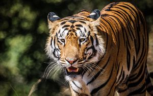 Превью обои тигр, большая кошка, хищник, дикая природа