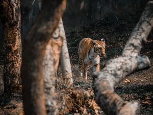 Превью обои тигр, большая кошка, хищник, деревья