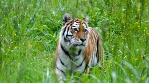 Превью обои тигр, большая кошка, хищник, трава