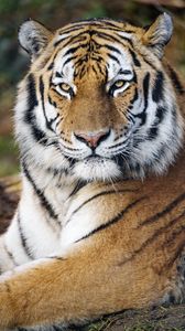 Превью обои тигр, большая кошка, хищник, взгляд, полоски
