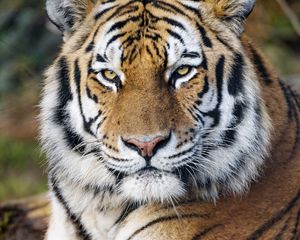Превью обои тигр, большая кошка, хищник, взгляд, полоски
