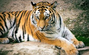 Превью обои тигр, большая кошка, хищник, полосатый