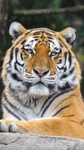 Превью обои тигр, большая кошка, хищник, животное