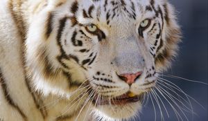 Превью обои тигр, большая кошка, хищник, животное, белый