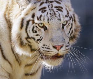 Превью обои тигр, большая кошка, хищник, животное, белый