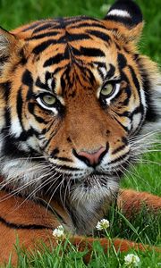 Превью обои тигр, большая кошка, хищник, трава, цветы