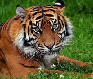Превью обои тигр, большая кошка, хищник, трава, цветы