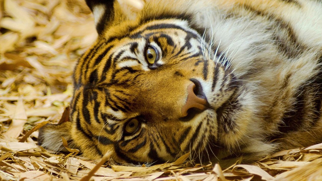 Обои тигр, большая кошка, хищник, трава, лежать, морда