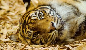 Превью обои тигр, большая кошка, хищник, трава, лежать, морда