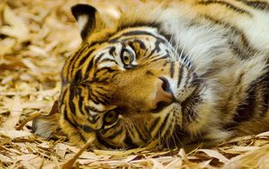Превью обои тигр, большая кошка, хищник, трава, лежать, морда