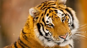 Превью обои тигр, большая кошка, хищник, взгляд, морда