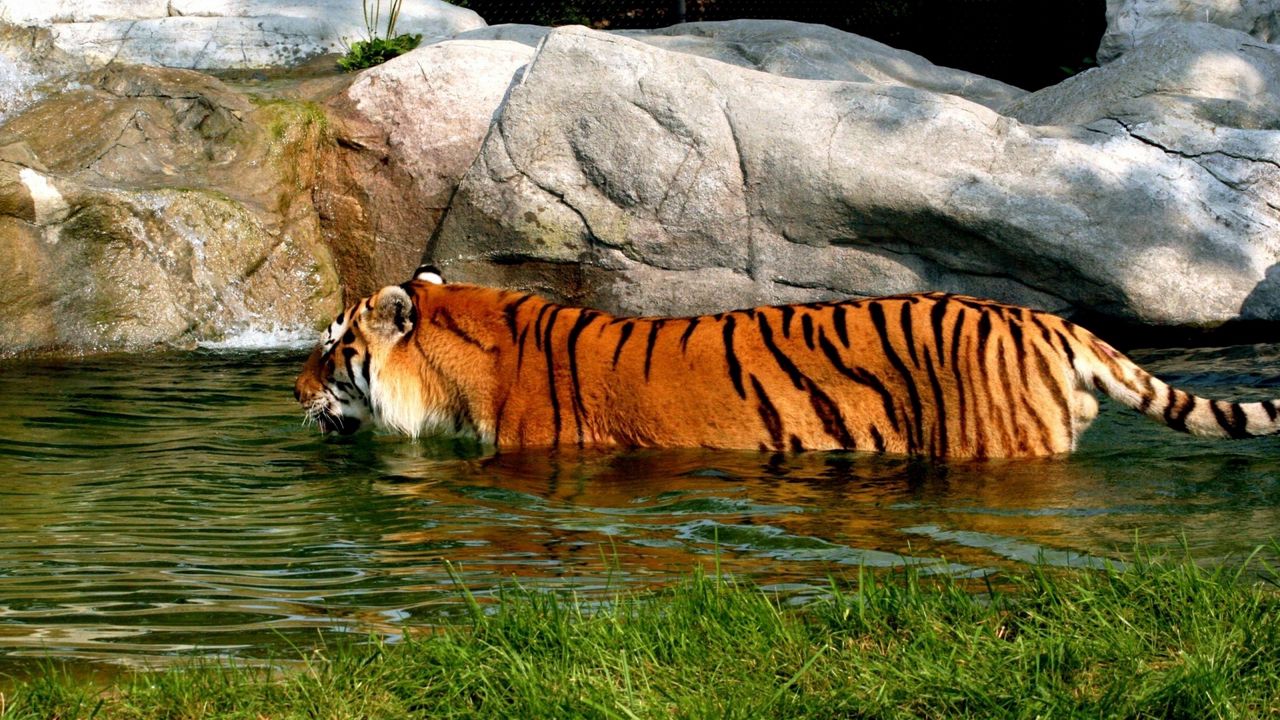 Обои тигр, большая кошка, хищник, плавать, вода, камни