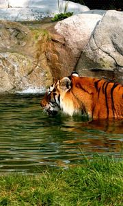 Превью обои тигр, большая кошка, хищник, плавать, вода, камни