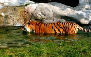 Превью обои тигр, большая кошка, хищник, плавать, вода, камни