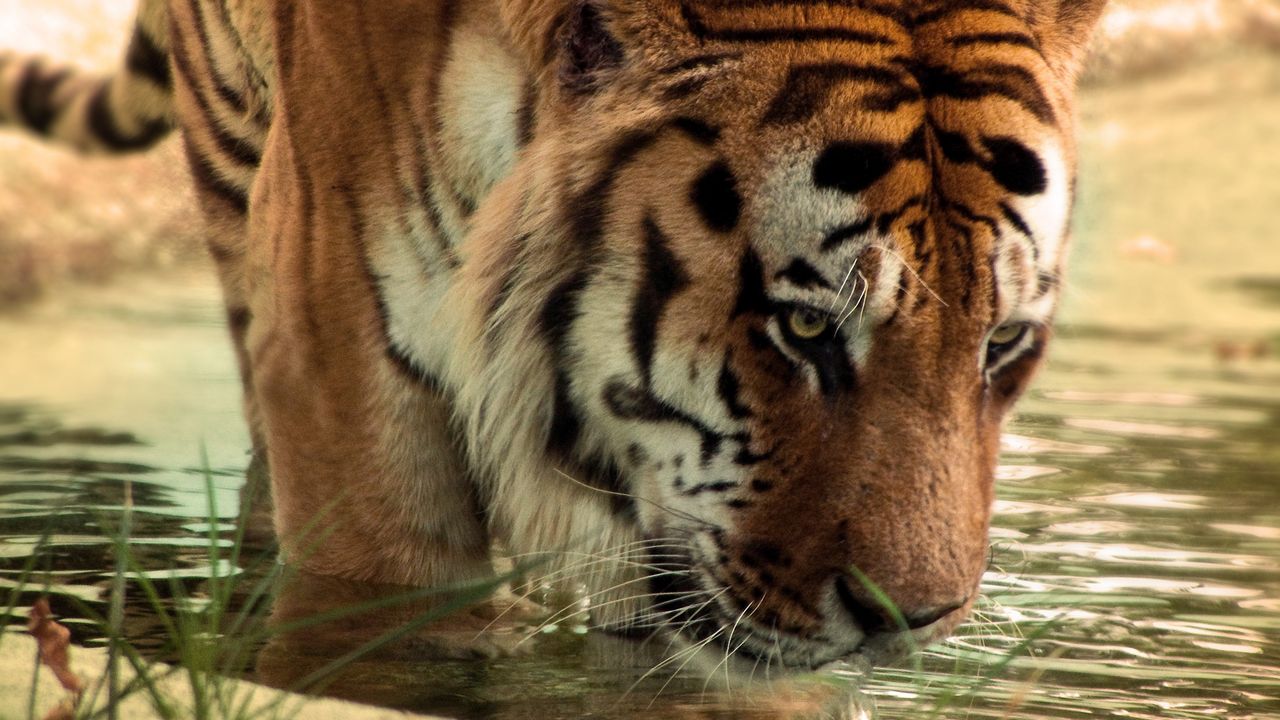 Обои тигр, большая кошка, хищник, вода, морда