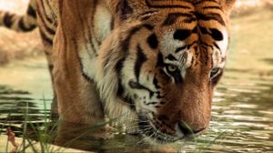 Превью обои тигр, большая кошка, хищник, вода, морда