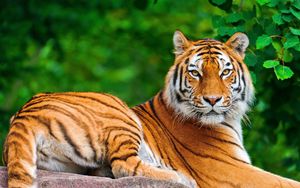 Превью обои тигр, большая кошка, хищник, лежать, камень