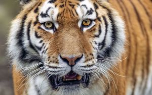 Превью обои тигр, большая кошка, хищник, полосатый, усы, животное
